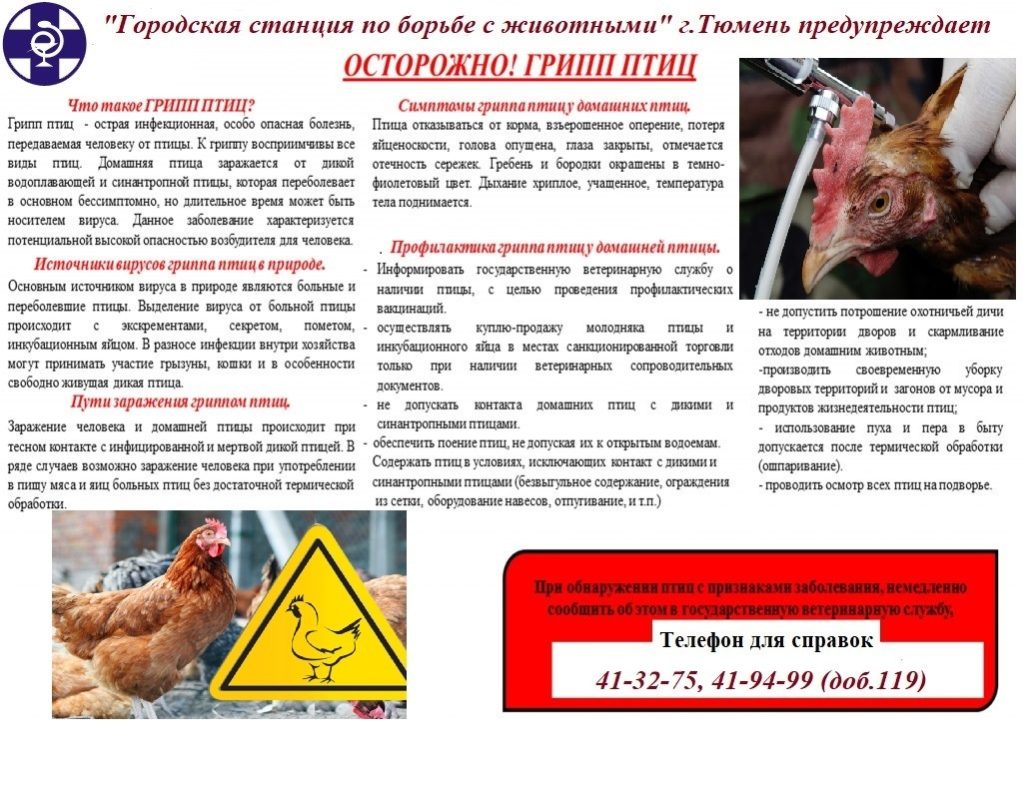 План профилактики гриппа птиц